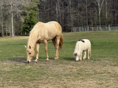 Our Animals, Dubach, LA Our Animals, Dubach, LA