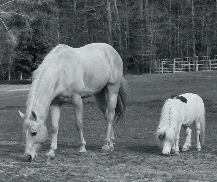 Our Animals