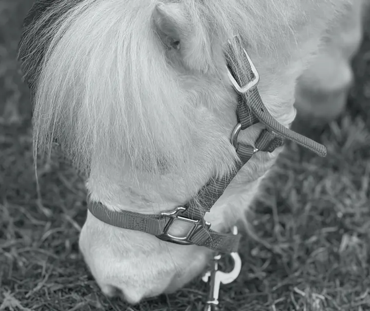 Our Animals